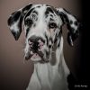 flat750x075f pad750x750f8f8f8 6 - Great Dane Gifts